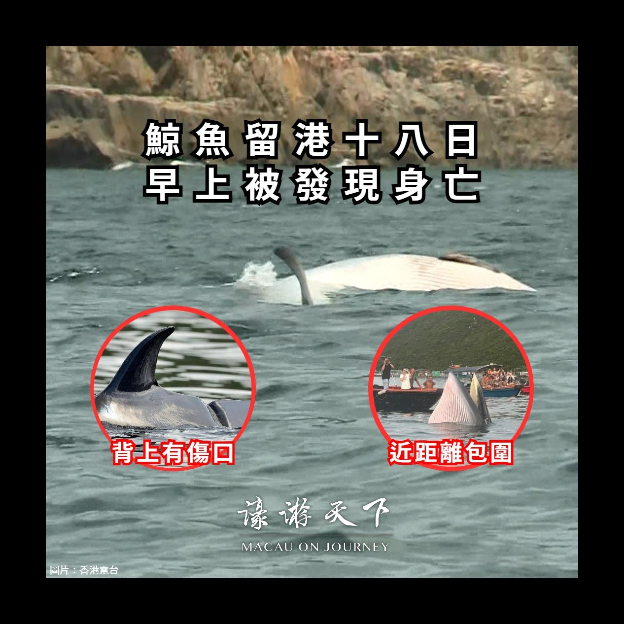 RIP】鯨魚留港十八日早上被發現身亡| 濠遊天下Macau on Journey,